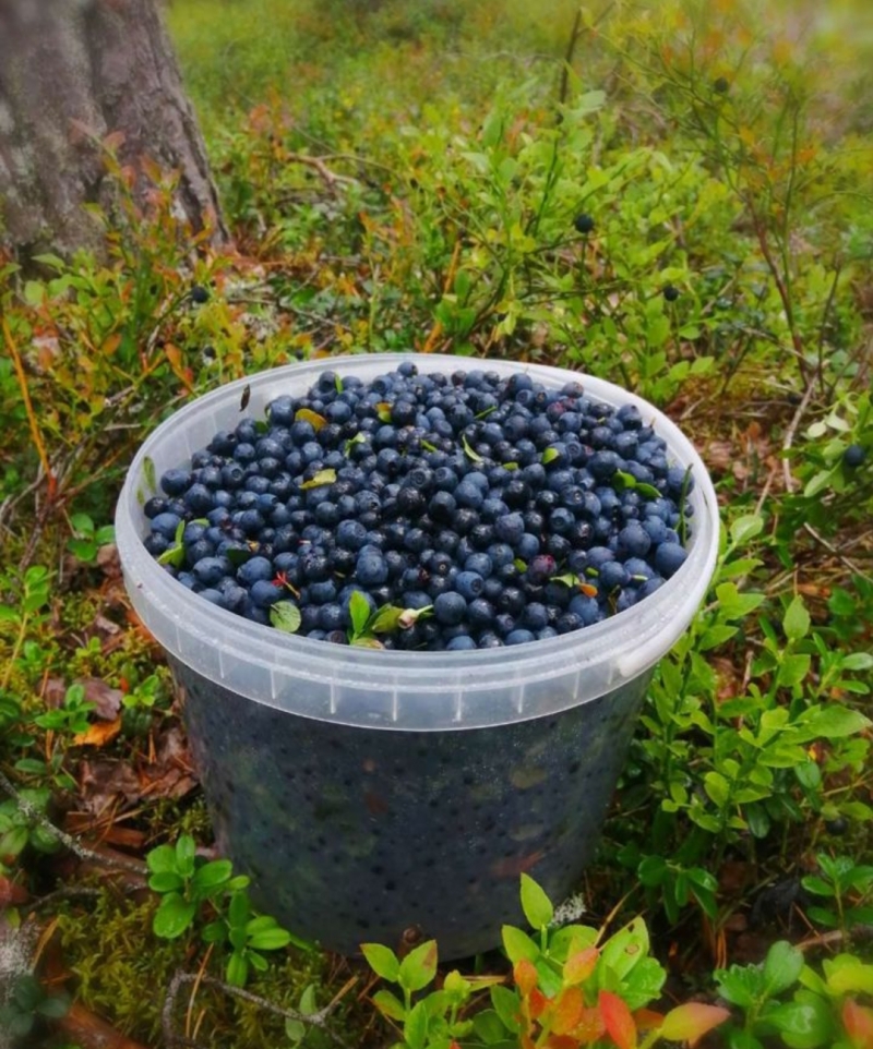 ������ �������