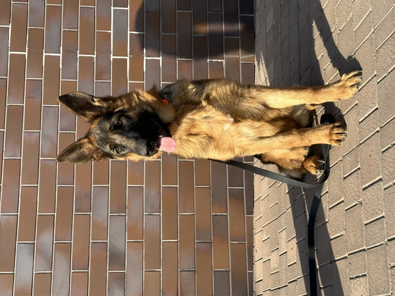 �������� ����������� ������� �������� �������